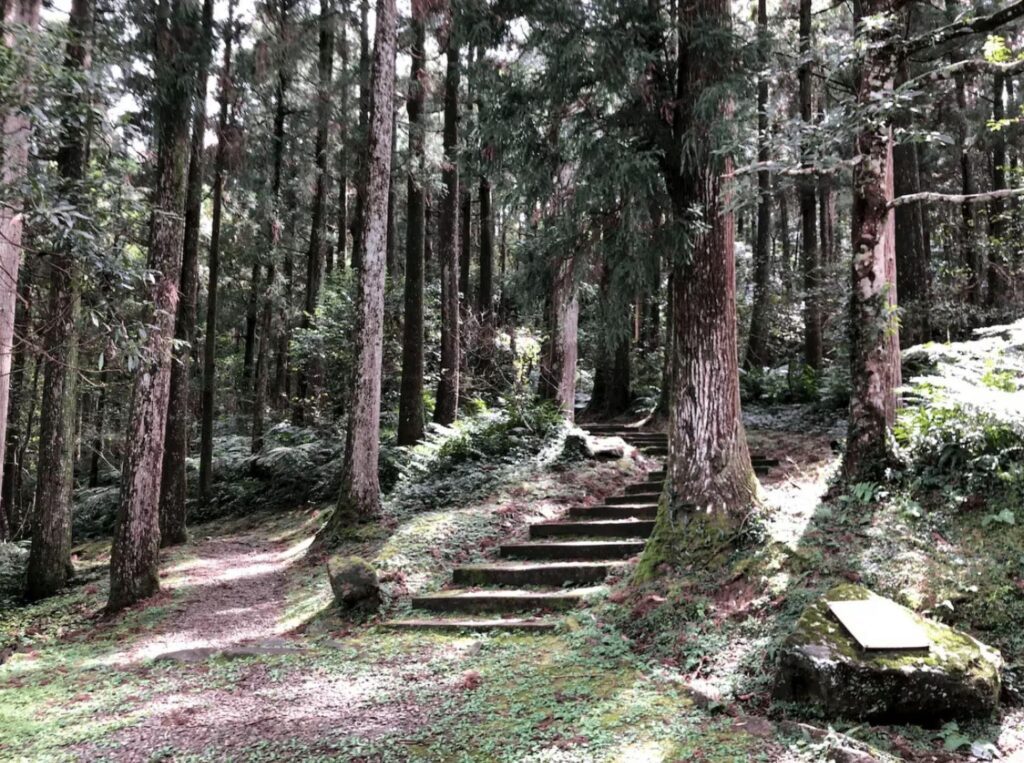 司馬庫斯包車推薦｜台北景點一日遊｜九份包車旅遊｜台灣包車服務