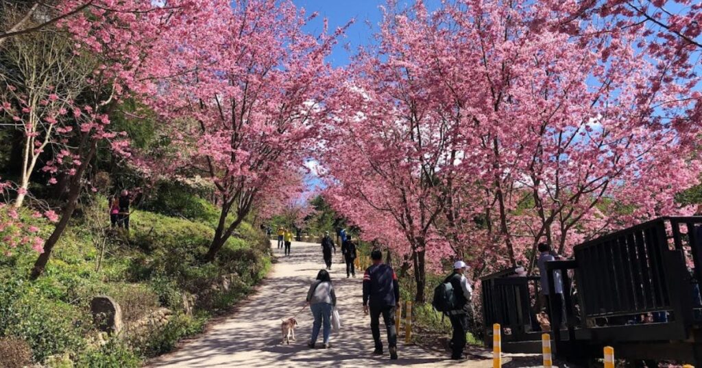 司馬庫斯好玩嗎？司馬庫斯住宿、景點、交通、飲食、櫻花季、行程安排，這一篇通通告訴你