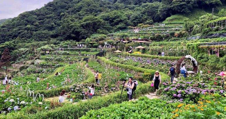 北投陽明山一日遊包車|小油坑、竹子湖、擎天崗、冷水坑、硫磺谷、北投溫泉|8小時|台北/新北出發 16 台北陽明山一日遊包車|小油坑、竹子湖、擎天崗、冷水坑、硫磺谷、北投溫泉|8小時|台北/新北出發