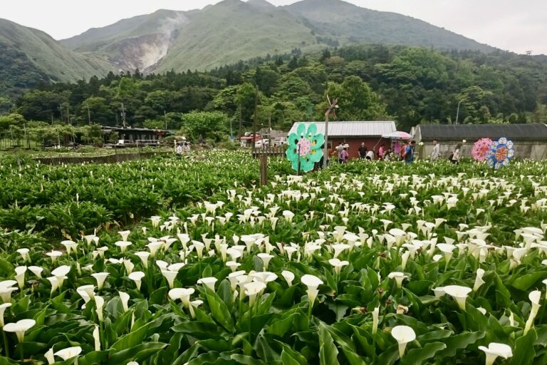 北投陽明山一日遊包車|小油坑、竹子湖、擎天崗、冷水坑、硫磺谷、北投溫泉|8小時|台北/新北出發 14 台北陽明山一日遊包車|小油坑、竹子湖、擎天崗、冷水坑、硫磺谷、北投溫泉|8小時|台北/新北出發